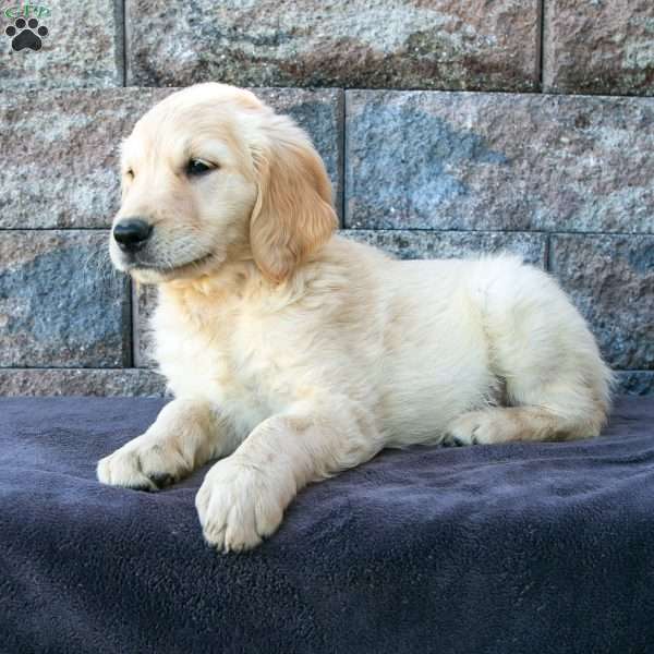 Max, Golden Retriever Puppy